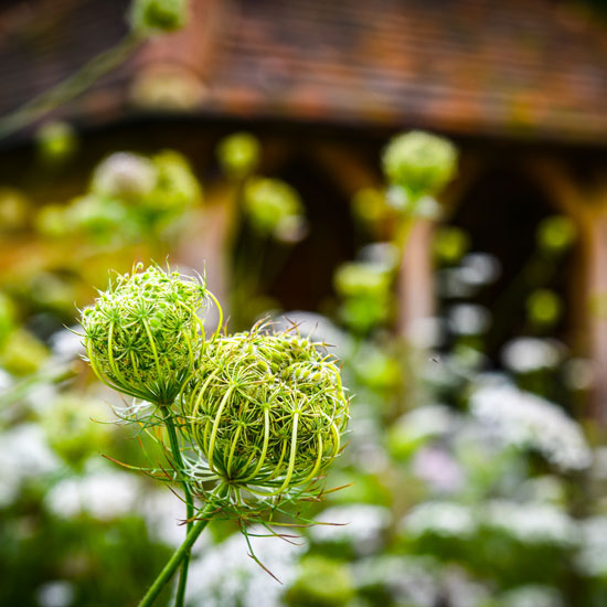 B Brooks Planting Design Surrey