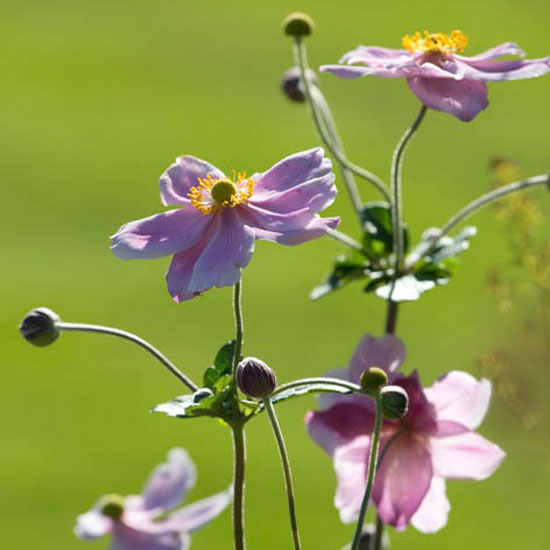 B Brooks Planting Design Surrey