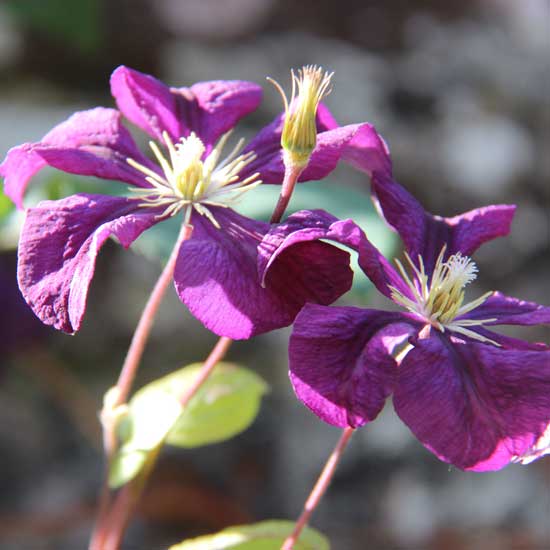 B Brooks Planting Design Surrey
