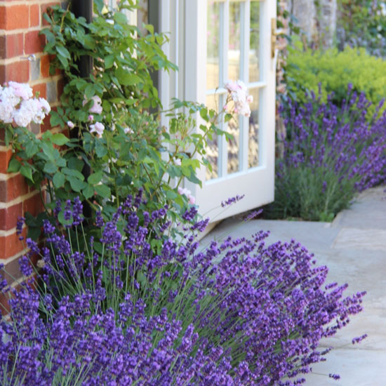 Planting Design Surrey