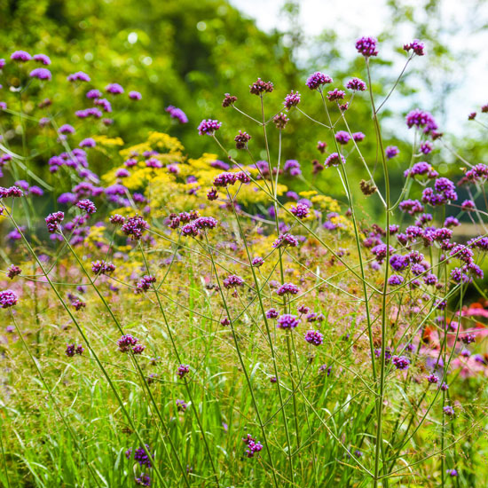 Planting Design Surrey