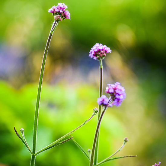 B Brooks Planting Design Surrey