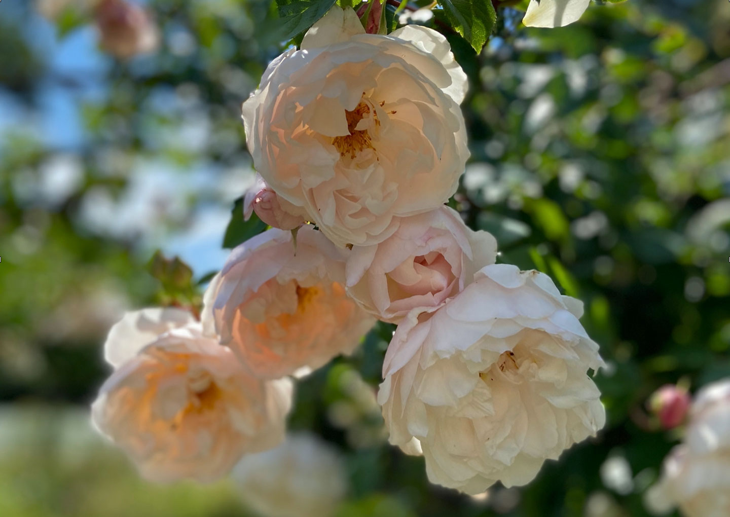 Rosa The Generous Gardener