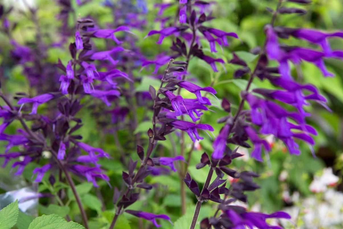 Salvia Amistad